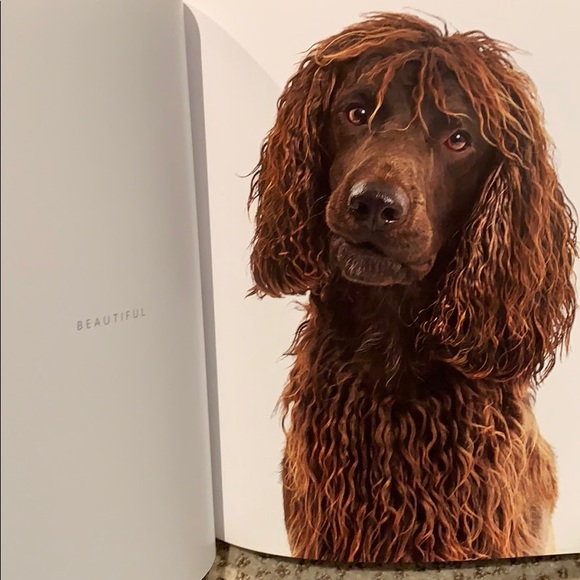 Coffee table book. Dog days. Hardcover. - Picture 2 of 4